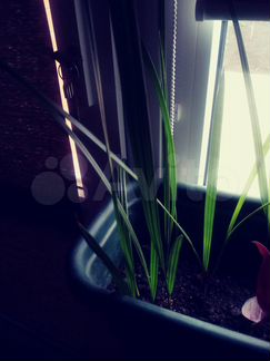 Финиковая пальма