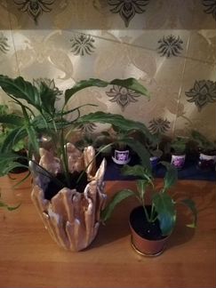 Сансевиерия