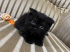 Шотландский вислоухий котенок черный