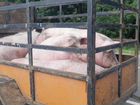 Свиньи хряки живым весом объявление продам