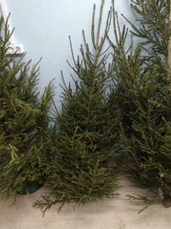 Живые ёлки 2м