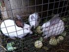 Продаются кролики и крольчата объявление продам