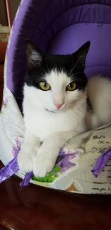 Котик 1,5 года в добрые руки