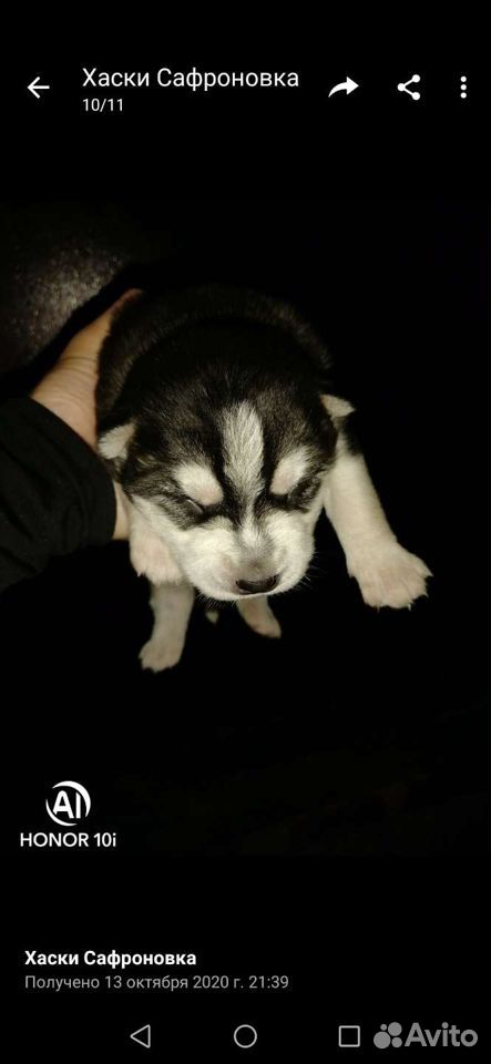  Sell a Husky puppy  89086615016 buy 1