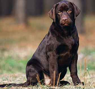 Порода лабрадор. Питомник лаб. Питомник декоративных деревьев. Похвистневский питомник растений. Питомник растений солдатовых в давыдовском.
