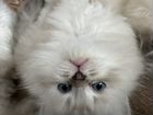 Невские маскарадные котята объявление продам