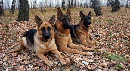 Кинолог, Дрессировка собак щенков, обучение собак