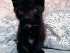 Черный котенок, бесплатно