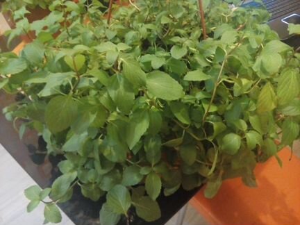 Мята, мелисса