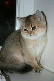 Британские золотые котятки