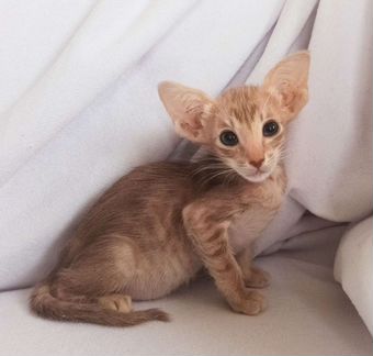 Кошечка пятнистый фавн