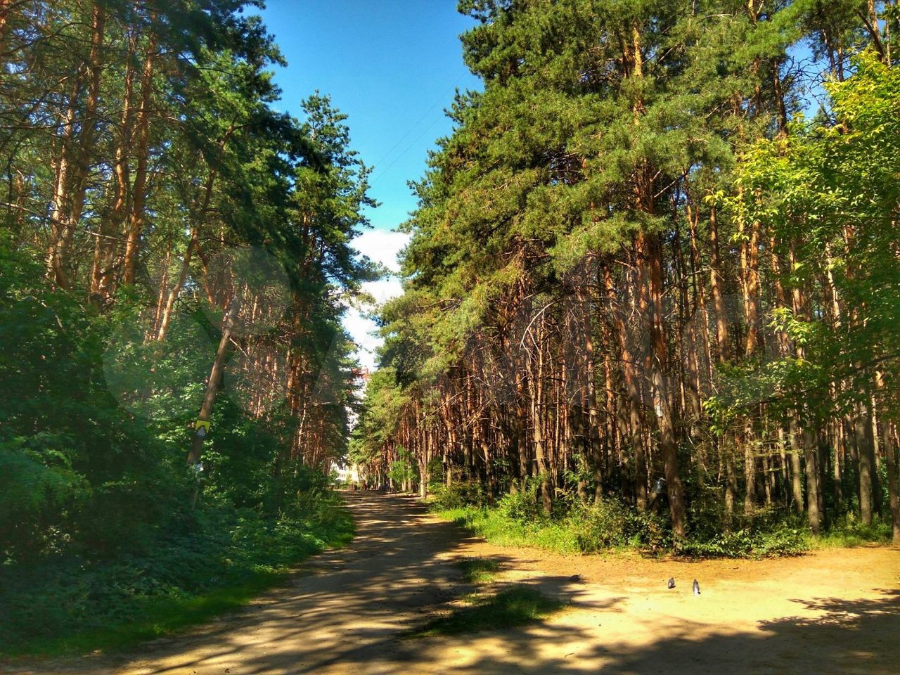 Парк Северный лес Воронеж