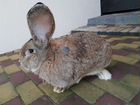 Кролик самец фландер объявление продам