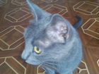 Русская голубая кошка Котенок котята