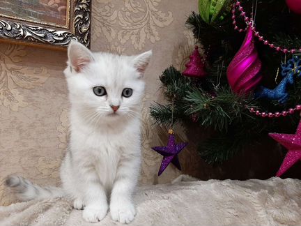 Серебристая шотландская кошечка