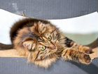 Кошка из питомника Курильский бобтейл объявление продам