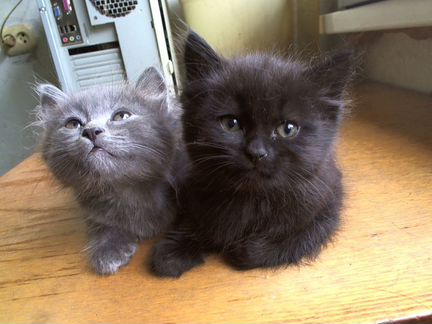 Два кота породы Нибелунг