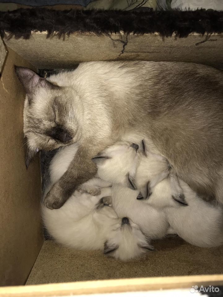 Сиамские котята самочки