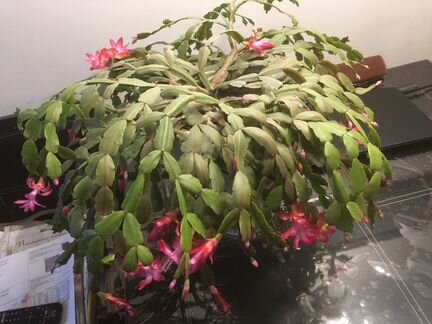 Цветок декабрист