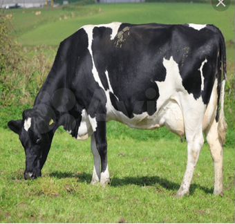 Продам коров Черно-пестрой породы