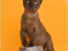 Бурманский чудо-котик
