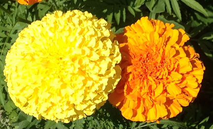 Семена садовых цветов