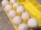 Яйцо инкубационное мускусной утки объявление продам