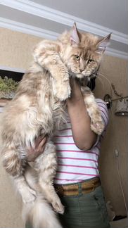 Simba