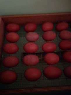 Цыплята,Инкубационное яйцо - фотография № 5