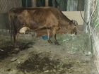Корова дойная и телка 1,6 месяцев