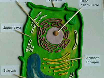 Клетка растений сделать. Модель растительной клетки из пластилина. Строение растительной клетки макет. Модель растительной клетки из пластилина 5 класс биология. Макет строение растительной клетки 5 класс.