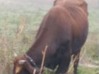 Продаю коров молочных стельные ател декабрь и нояб объявление продам