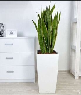 Сансевиерия в кашпо Лечуза