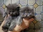 Персидские котятки объявление продам