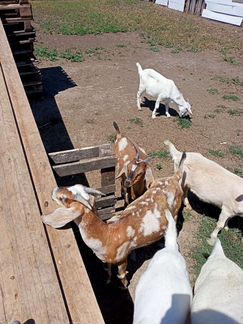 Англо - нубийские козы, телята - фотография № 1