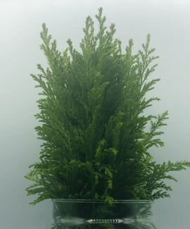 Флорариум Новогодний Кипарис