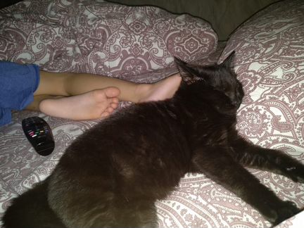 Котенок ищет дом