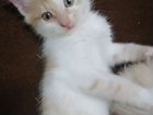 Рыжие-белый котенок мальчик