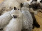 Котята породы невская маскарадная объявление продам