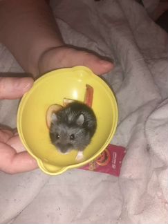 Джунгарский хомяк