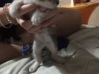 Котята тайской мамы объявление продам