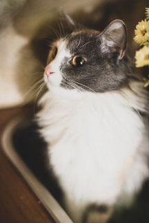 Кошка в дар