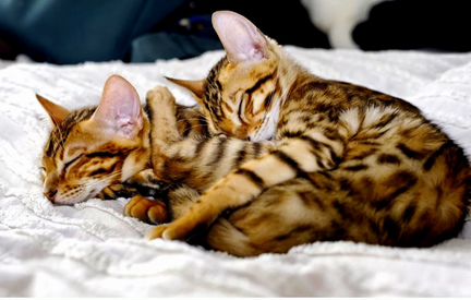 Бенгальские котята