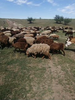 Овцы бараны ягнята молодняк - фотография № 2