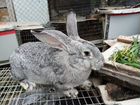 Кролик породы Серый великан объявление продам