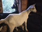 Зааненская коза 10 месяцев, беременная
