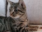 Ласковый, полосатый котик-подросток