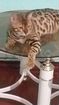 Вязка бенгальский кот объявление продам