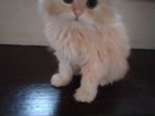 Персидские котята кошка объявление продам