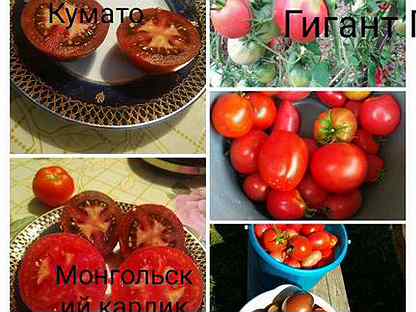 Томат Люк Фишоуз Отзывы Фото Урожайность Характеристика